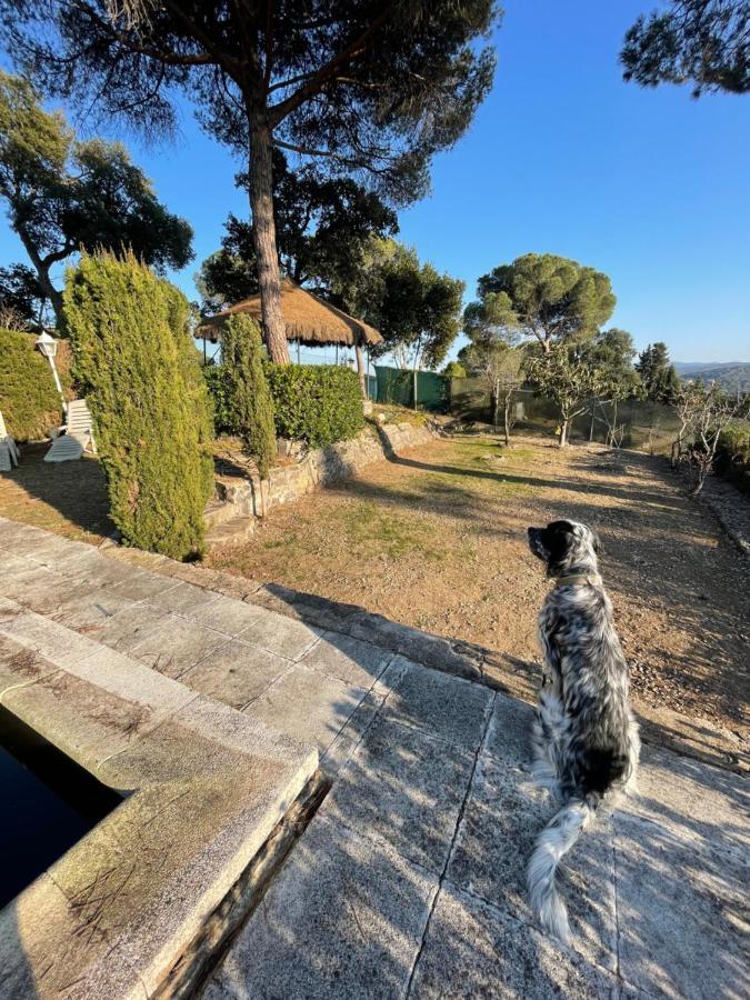 Villa Herlinda Costa Brava - With Swiming Pool Massanet De La Selva Eksteriør billede