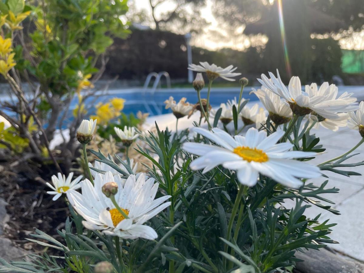 Villa Herlinda Costa Brava - With Swiming Pool Massanet De La Selva Eksteriør billede